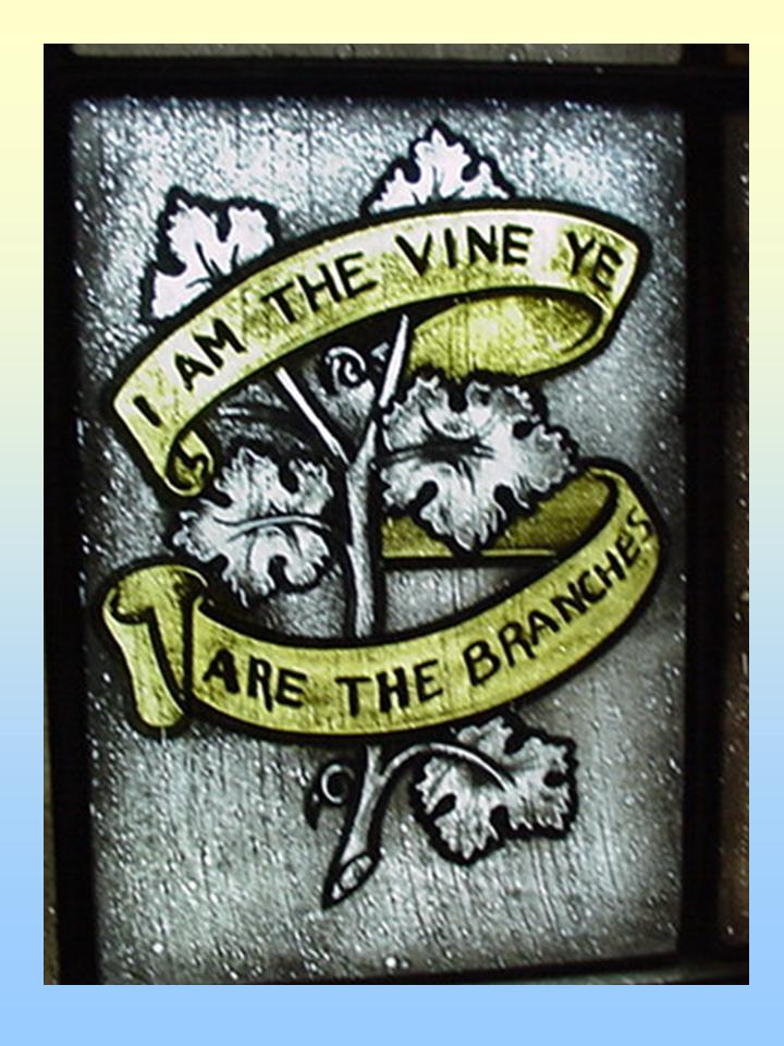 Image of a grape vine